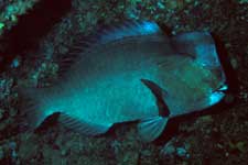 F-90X 60mm RVP �V�p�_��