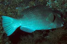 F-90X 60mm RVP �V�p�_��