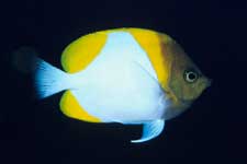 F-90X 60mm RVP �T�C�p��