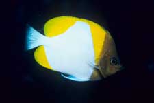 F-90X 60mm RVP �V�p�_��