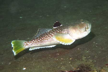 F-90X 60mm G400 �吣��