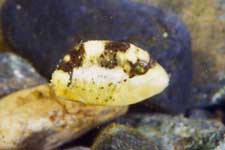 F-90X 60mm RDP�U �吣��