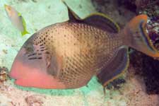 F-801 28-70mm REALA �V�p�_��