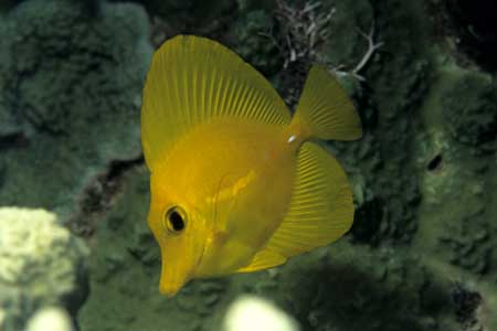 F-90X 60mm RVP �T�C�p��