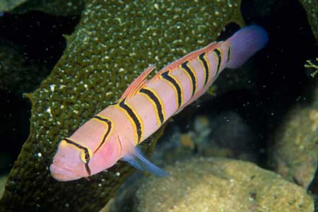 F-90X 60mm RVP �z�O