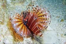 F-90X 60mm RVP ���{