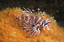 F-90X 60mm RVP ������