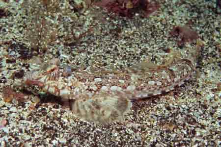 F-90X 60mm RVP �ɓ��C�m����