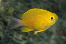 F-90X 60mm RVP �x��