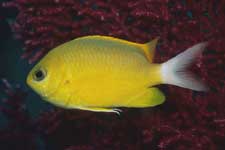 F-90X 60mm RVP F �吣��