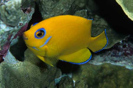 F-90X 60mm RVP �T�C�p��