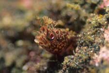 F-90X 60mm RVP �吣��