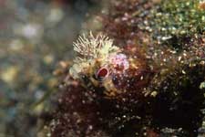 F-90X 60mm RVP �吣��