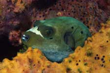 F-90X 60mm RVP �V�p�_��