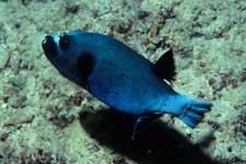 F-90X 60mm RVP �V�p�_��