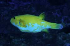 F-90X 60mm RDP�U �^�q�`