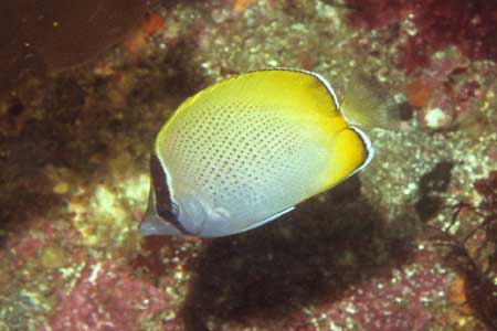 F-90X 60mm RVP �ɓ��C�m����