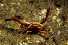 F-90X 60mm RVP �吣��