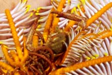 F-90X 60mm RVP �ɓ��C�m����