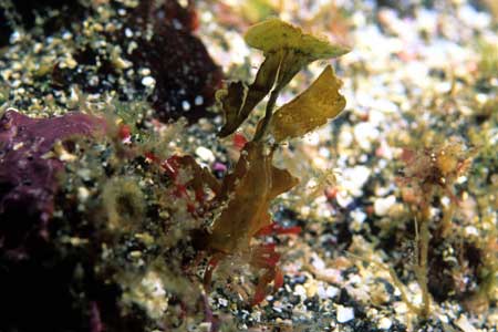 F-90X 60mm RVP �ɓ��C�m����