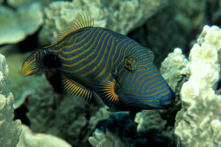 F-90X 60mm RVP �T�C�p��