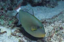 F-90X 60mm RVP �T�C�p��