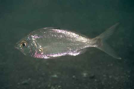 F-90X 60mm RVP �吣��