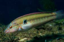 F-90X 60mm RVP �吣��