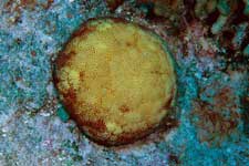 F-90X 60mm RVP �T�C�p��