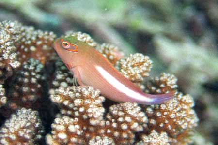 F801 28-70mm REALA �V�p�_��