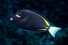 F-90X 60mm RVP �T�C�p��