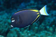 F-90X 60mm RVP �T�C�p��