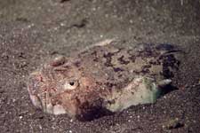 F-90X 60mm REALA �吣��