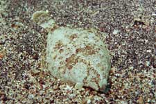 F-90X 60mm RVP �ɓ��C�m����