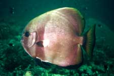 F801 28-70mm REALA �V�p�_��