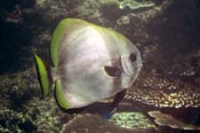 F801 28-70mm REALA �V�p�_��