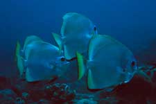 F-90X 60mm RVP �V�p�_��