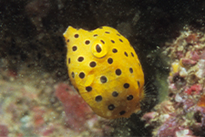 F-90X 60mm RVP ���{