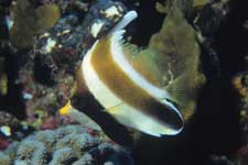 F-90X 60mm RVP �T�C�p��