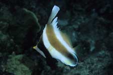 F-90X 60mm RVP �T�C�p��