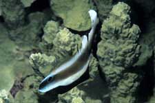 F-90X 60mm RDP�U �^�q�`