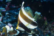 F-90X 60mm RDP�U �^�q�`