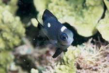 F-90X 60mm RVP �T�C�p��