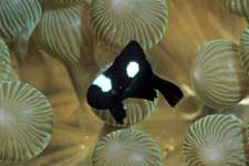 F-90X 60mm RVP �x��