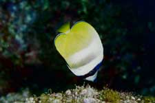 F-90X 60mm RVP �吣��