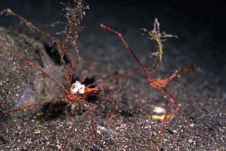 F-90X 60mm RVP �吣��