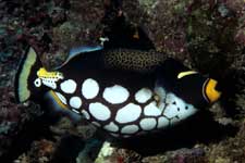 F-90X 60mm RVP �V�p�_��