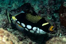 F-90X 60mm RVP �V�p�_��