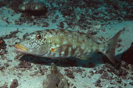 F-90X 60mm RVP �V�p�_��