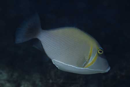 F-90X 60mm RVP �T�C�p��